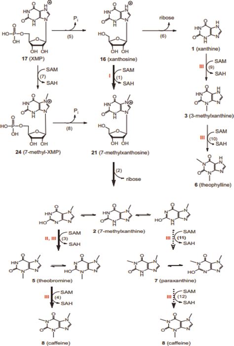 Synthesis of caffeine. | Download Scientific Diagram