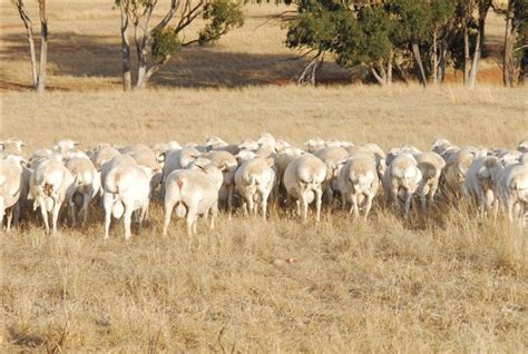 Australian Dorper Sheep – Cluny Livestock Exports Pty Ltd