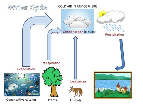 Respiration Water Cycle