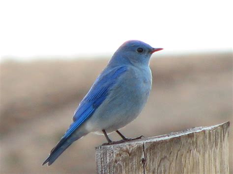 Mountain Bluebird — Mountain Bluebird Trails Conservation Society