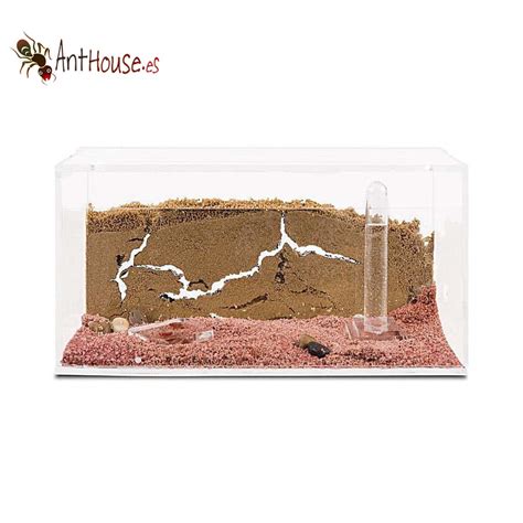 AntHouse Acrylic/Sand Starter Kit – Ant Keeping Depot