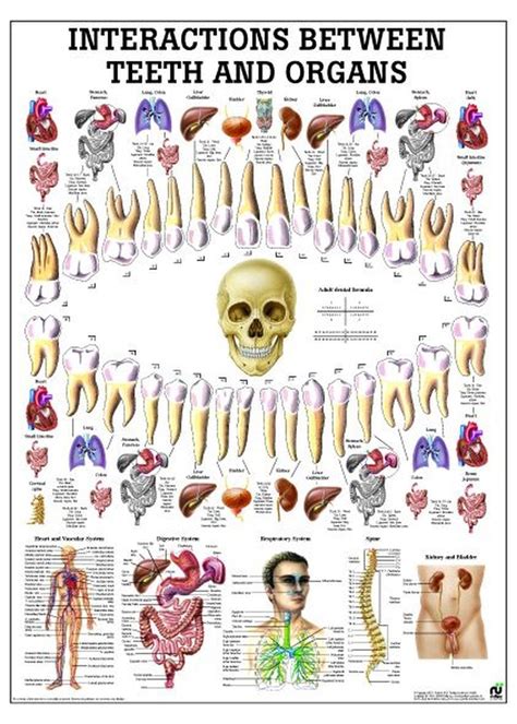 Iridology Chart, Human Mouth, Tooth Chart, Reflexology Chart, Anatomy ...