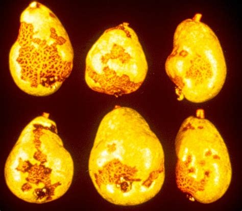 Controlling Pear Scab – Diagnosing And Treating Pear Scab Disease