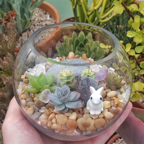 Pin by Janet Launarey on Succulents | Glass bowl terrarium, Succulent ...