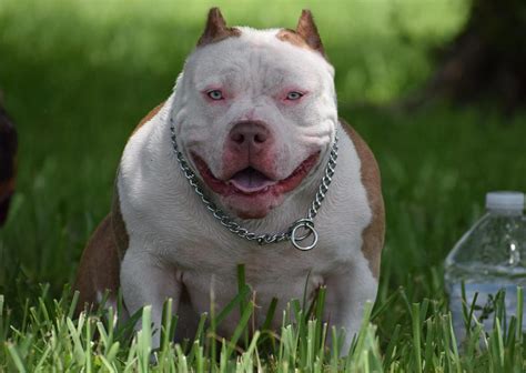 TOP POCKET AMERICAN BULLY BREEDERS | by BULLY KING Magazine | BULLY ...