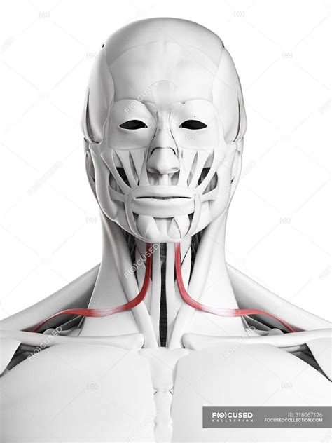 Male anatomy showing Omohyoid muscle, computer illustration. — science, physical - Stock Photo ...