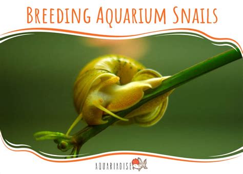 Breeding Aquarium Snails - Aquariadise