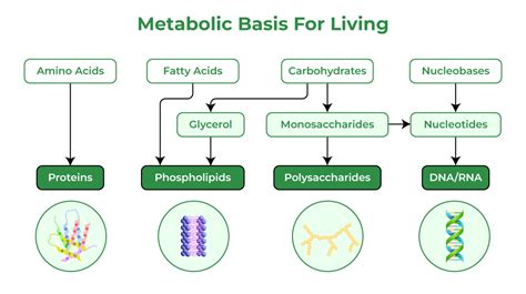 Metabolic Basis For Living | CBSE Class 11 Biology Chapter 9