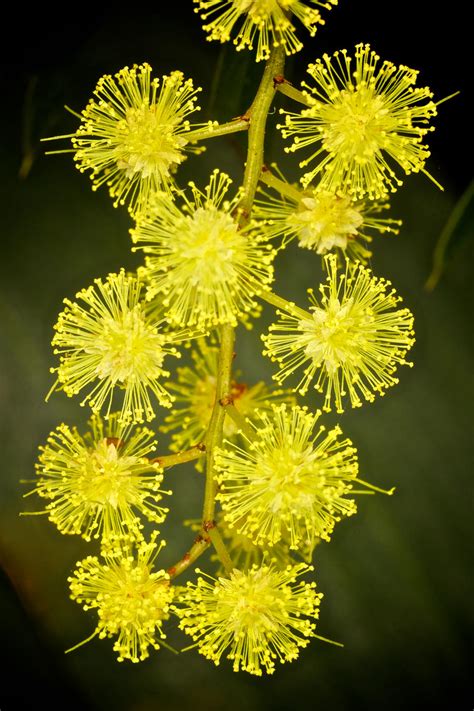 Brisbane Golden Wattle by strictfunctor on DeviantArt