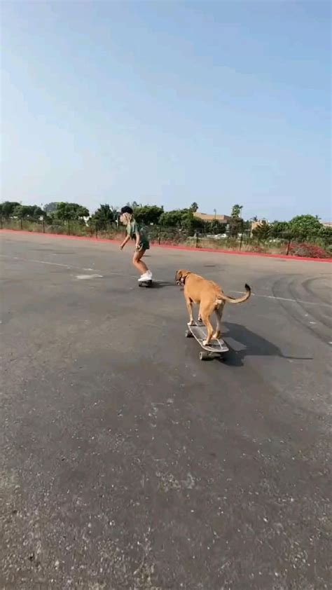 If this won’t go viral I quit #skateboarding #dog #fyp #funny #california #cutedog #viral ...