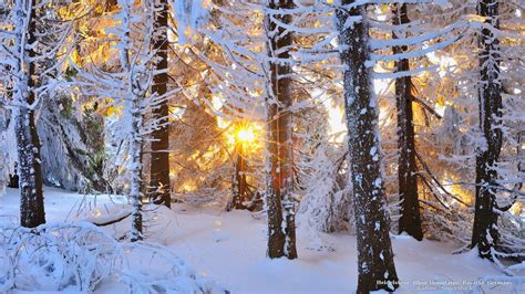 Winter Forest Wallpapers - Top Free Winter Forest Backgrounds ...