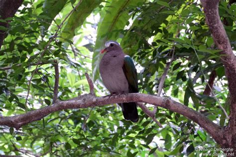 Common Emerald Dove - Chalcophaps indica male adult - adel239311