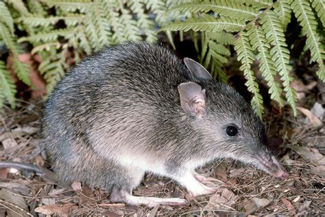 Bandicoot | Habitat & Facts | Britannica