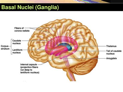 PPT - Basal Nuclei (Ganglia) PowerPoint Presentation, free download - ID:5963436