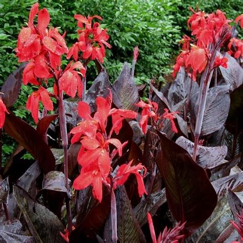 Tropical Water Canna - Tropical Bog Plants