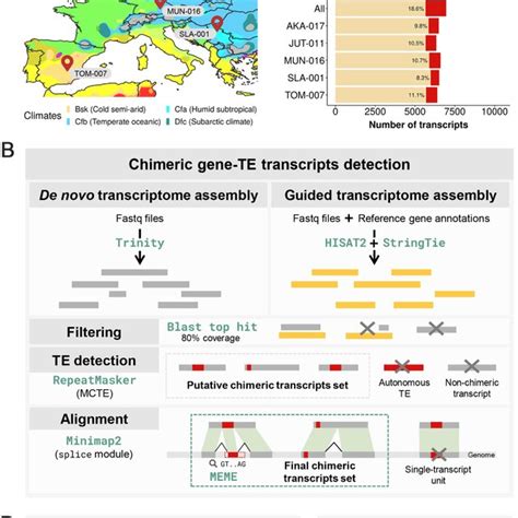 Detection of chimeric gene-TE transcripts in five strains of D.... | Download Scientific Diagram