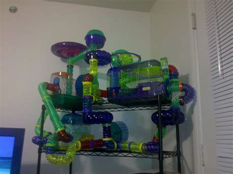 familyandcollege.com | Hamster cages, Diy guinea pig cage, Hamster