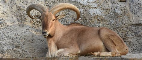 Barbary sheep | Zoo Barcelona