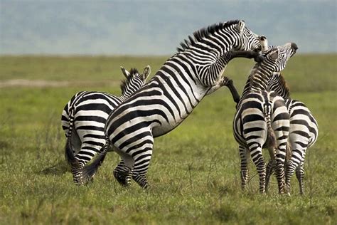 Zebra (Equus quagga) fighting, Ngorongoro Conservation Area #19882044