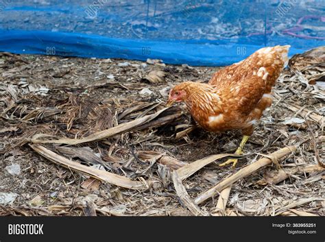 Rhode Island Red Hen Image & Photo (Free Trial) | Bigstock