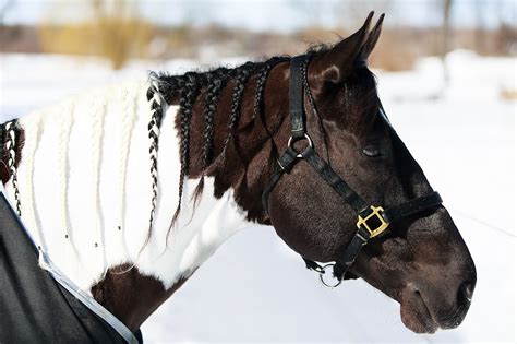 ChiIL Mama : Cavalia Horses Arrive Via "Air Horse One" For Holiday Before Entertaining Chicago ...