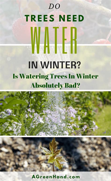 Is Watering The Trees In Winter A Bad Idea? - A Green Hand