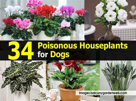 34 Poisonous Houseplants for Dogs