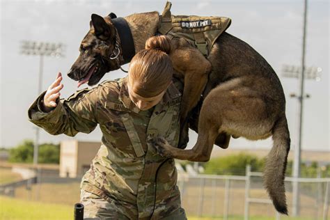 Military working dogs, their handlers show off intense skills in San ...