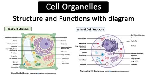 Animal Cell Organelles List And Their Functions / Cell Organelles ...