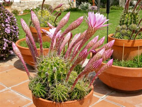 Echinopsis oxygona - World of Succulents