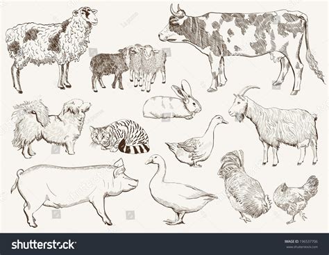 Farm Animals Set Vector Sketches On Stock Vector (Royalty Free) 196537706 | Shutterstock