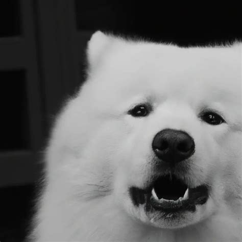 How To Handle Samoyed’s Fear Of Grooming Tools? - AtractivoPets