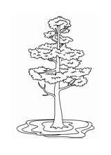 Pine trees coloring Pages  Free Coloring sketch template