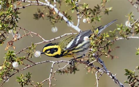 Townsend's Warbler | Audubon Field Guide