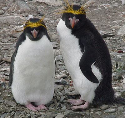 Macaroni Penguin Facts, Habitat, Diet, Pictures, Videos