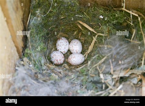 Tufted Titmouse Nest with Eggs - Vertical Stock Photo, Royalty Free ...