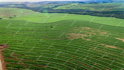 Premium Photo | Sugarcane plantation field aerial view with sun light ...