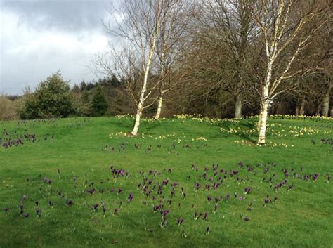 RHS Rosemoor Gardens in early March. : Grows on You