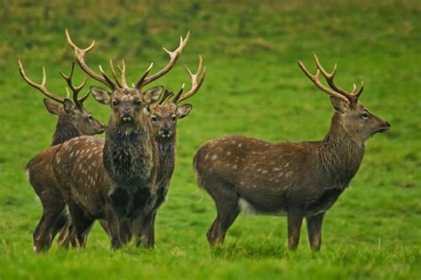 Fallow Deer, Deer Stags, Oh Deer, Deer Species, Animal Species, Deer ...