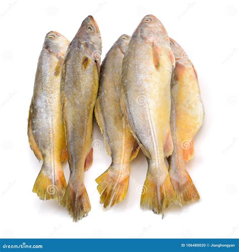 Yellow Croaker Fish stock photo. Image of close, lifestyle - 106480020