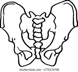 Contour Vector Outline Drawing Human Pelvis Stock Vector (Royalty Free) 1775174738 | Shutterstock