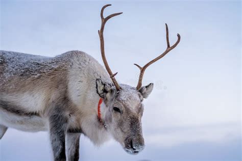 Reindeer with a Massive Antlers Stock Photo - Image of environment, herd: 146140172