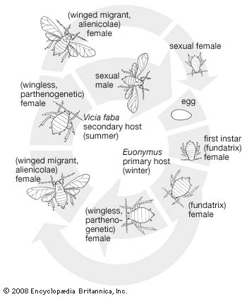 Aphid Life Cycle