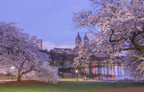 Photo Wallpaper Trees, Cherry, Pond, Park, Spring, - New York Central Park Spring - 1332x850 ...