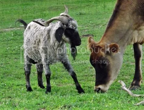 When to shear young angora goat | Keeping A Family Cow