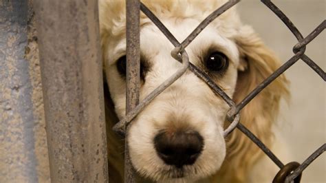 Petition · Animal Cruelty: Raise Awareness and Save Animals from ...