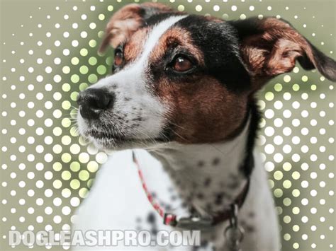 Blue Heeler Jack Russell Mix: Complete Guide - Dog Leash Pro