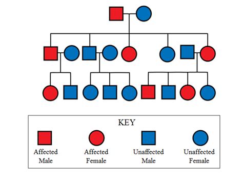 BioBook | tiki-index.php?page=Leaf%3A+What+are+dominant+and+recessive+alleles%3F