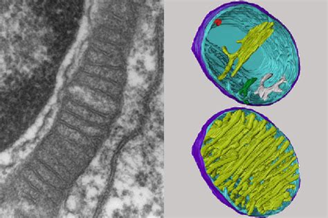 Mitochondria under the microscope — Science Learning Hub