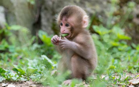 japanese macaque baby monkey photo | One Big Photo